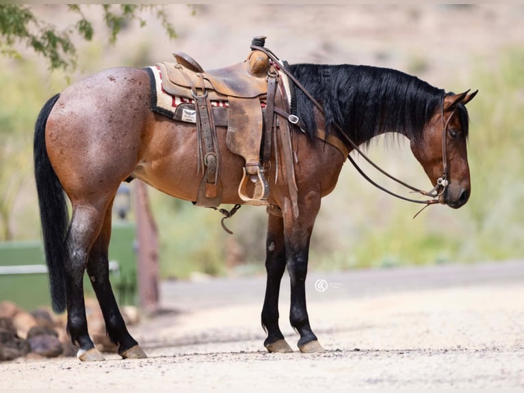 American Quarter Horse Wałach 5 lat 160 cm Gniadodereszowata in Cave Creek, AZ