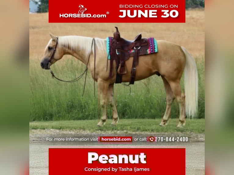 American Quarter Horse Wałach 5 lat 160 cm Izabelowata in Henderson, KY