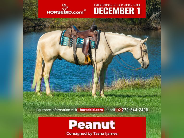 American Quarter Horse Wałach 5 lat 160 cm Izabelowata in Henderson