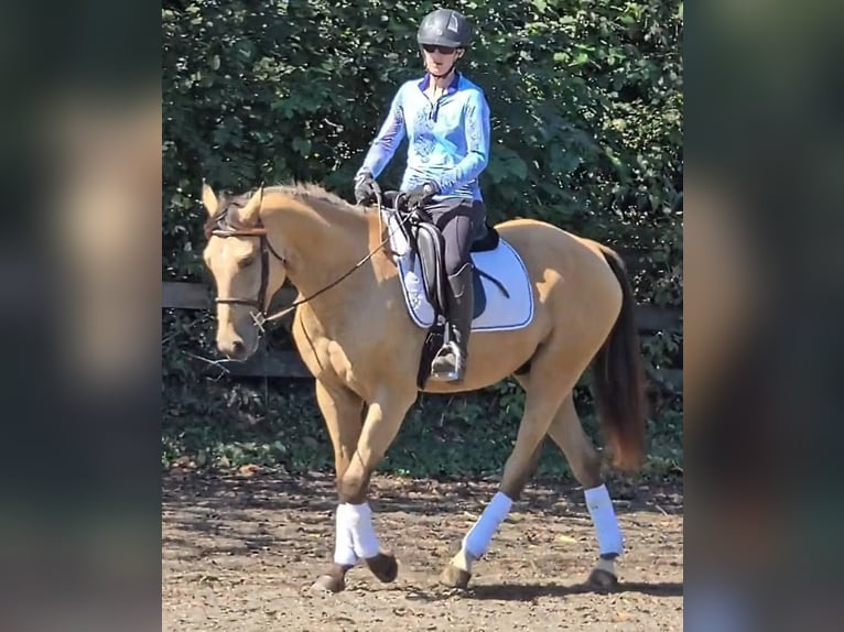 American Quarter Horse Wałach 5 lat 160 cm Jelenia in Jeffersonton