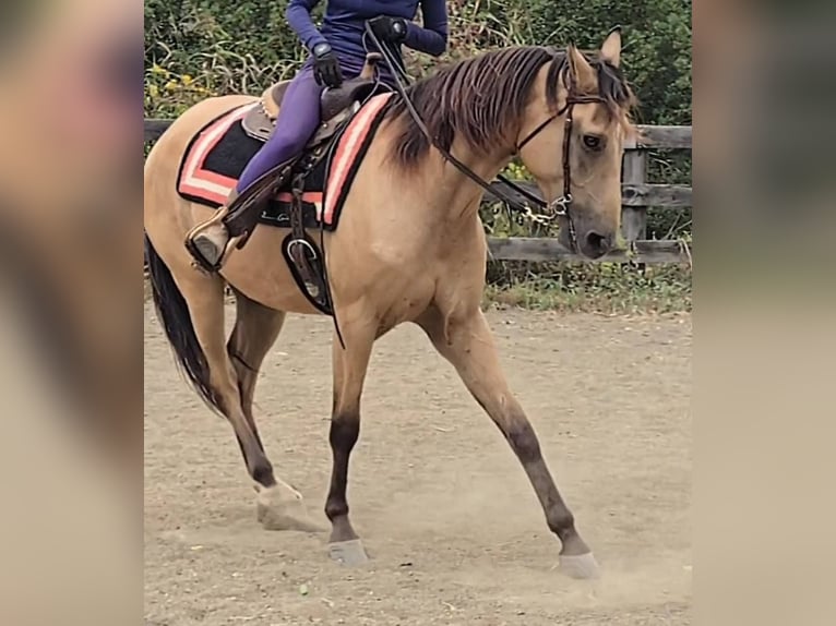American Quarter Horse Wałach 5 lat 160 cm Jelenia in Jeffersonton