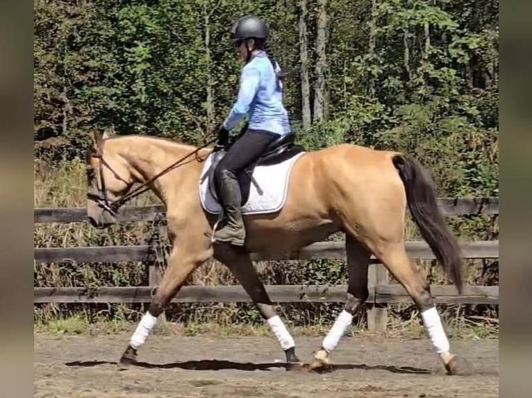 American Quarter Horse Wałach 5 lat 160 cm Jelenia in Jeffersonton