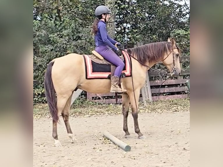 American Quarter Horse Wałach 5 lat 160 cm Jelenia in Jeffersonton
