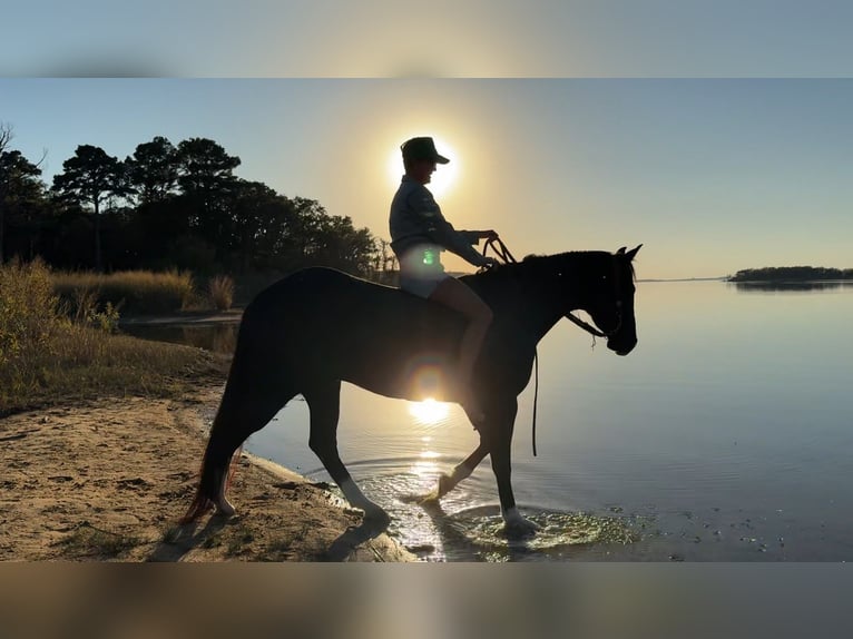 American Quarter Horse Wałach 5 lat 160 cm Kara in Aubrey