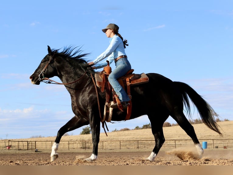 American Quarter Horse Wałach 5 lat 160 cm Kara in Aubrey