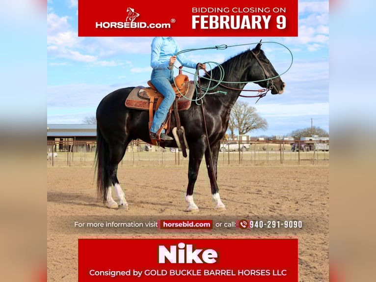 American Quarter Horse Wałach 5 lat 160 cm Kara in Aubrey