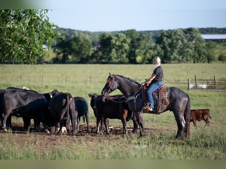 American Quarter Horse Mix Wałach 5 lat 160 cm Karodereszowata in Central City, KY