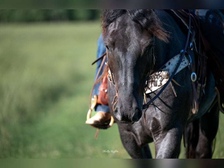 American Quarter Horse Mix Wałach 5 lat 160 cm Karodereszowata in Central City, KY