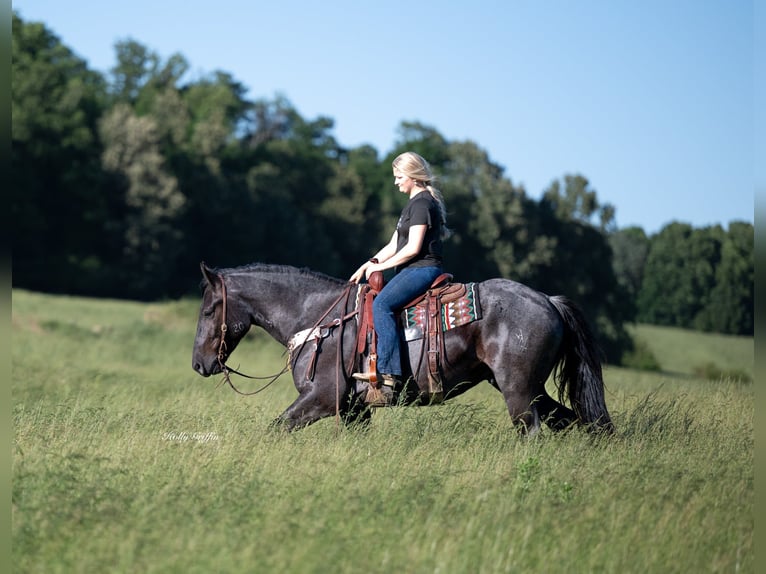 American Quarter Horse Mix Wałach 5 lat 160 cm Karodereszowata in Central City, KY