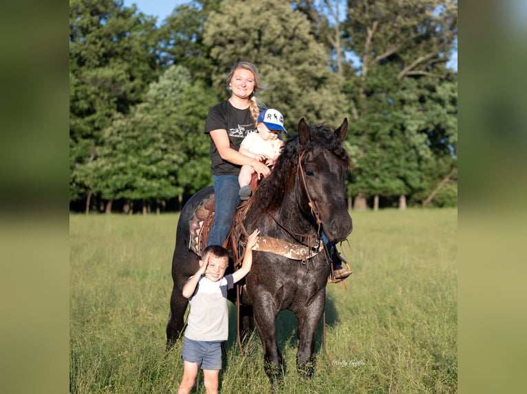 American Quarter Horse Mix Wałach 5 lat 160 cm Karodereszowata in Central City, KY