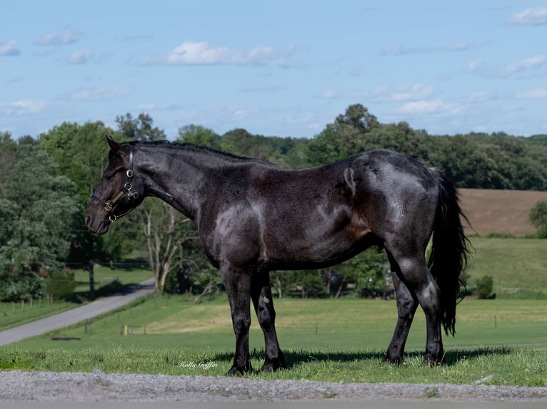 American Quarter Horse Mix Wałach 5 lat 160 cm Karodereszowata in Central City, KY