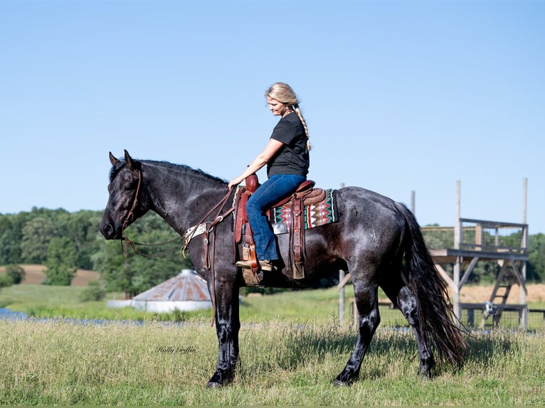 American Quarter Horse Mix Wałach 5 lat 160 cm Karodereszowata in Central City, KY