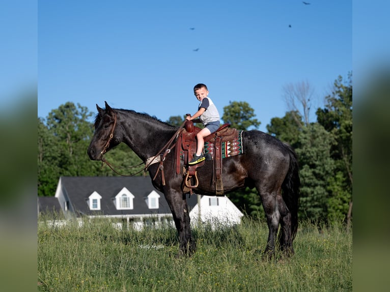 American Quarter Horse Mix Wałach 5 lat 160 cm Karodereszowata in Central City, KY