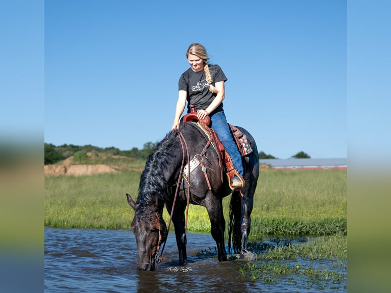 American Quarter Horse Mix Wałach 5 lat 160 cm Karodereszowata in Central City, KY