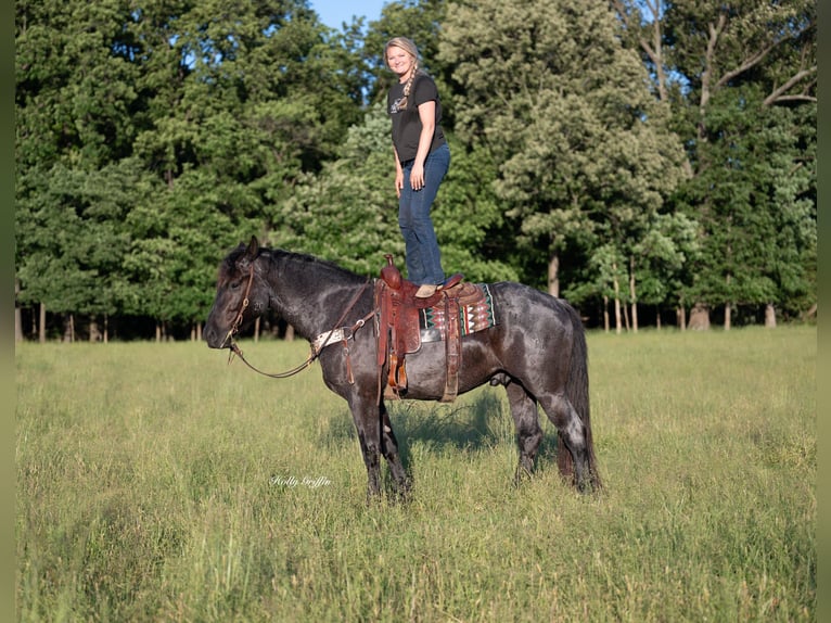 American Quarter Horse Mix Wałach 5 lat 160 cm Karodereszowata in Central City, KY