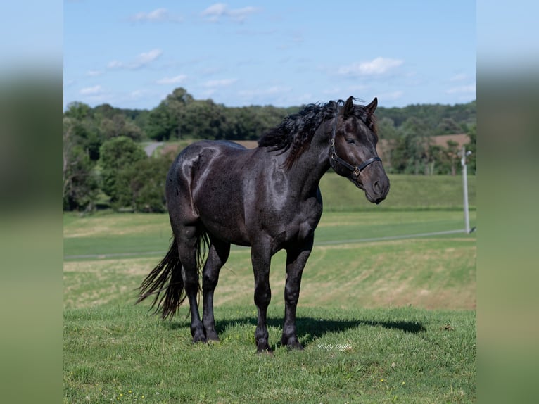 American Quarter Horse Mix Wałach 5 lat 160 cm Karodereszowata in Central City, KY