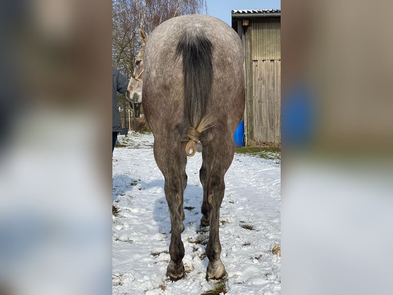 American Quarter Horse Wałach 5 lat 162 cm Siwa in Kirchhain