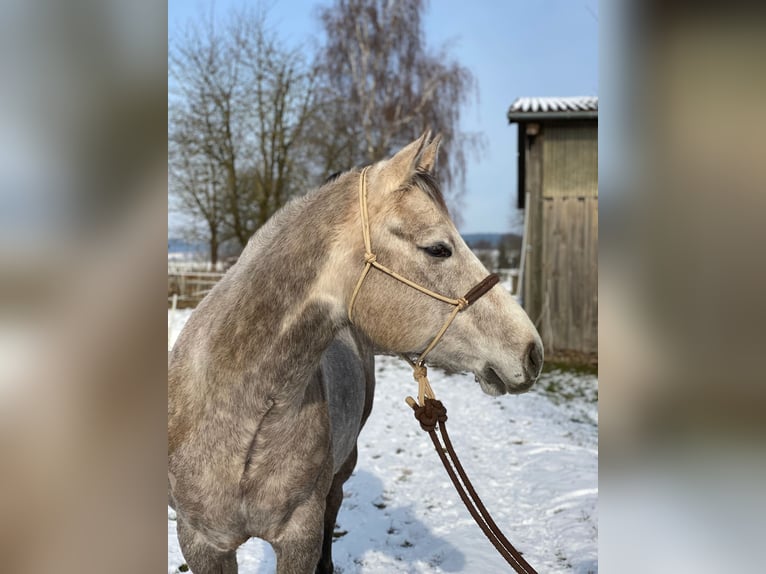 American Quarter Horse Wałach 5 lat 162 cm Siwa in Kirchhain