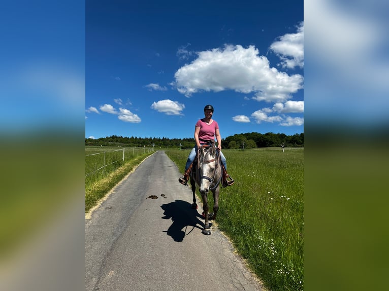 American Quarter Horse Wałach 5 lat 162 cm Siwa in Kirchhain