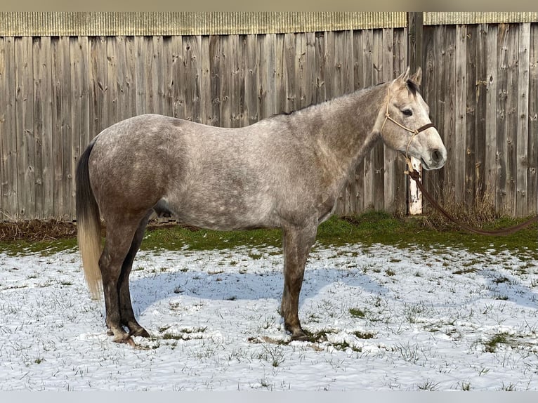 American Quarter Horse Wałach 5 lat 162 cm Siwa in Kirchhain