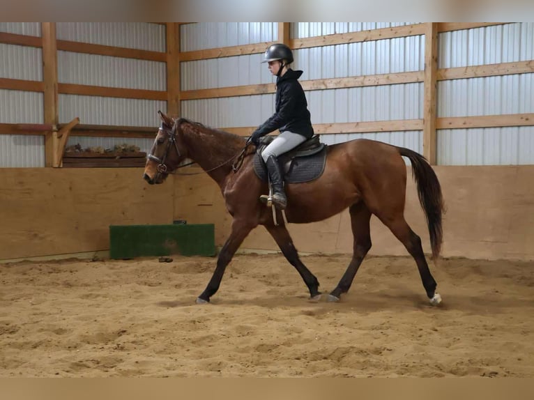 American Quarter Horse Wałach 5 lat 163 cm Gniada in HOwell Mi