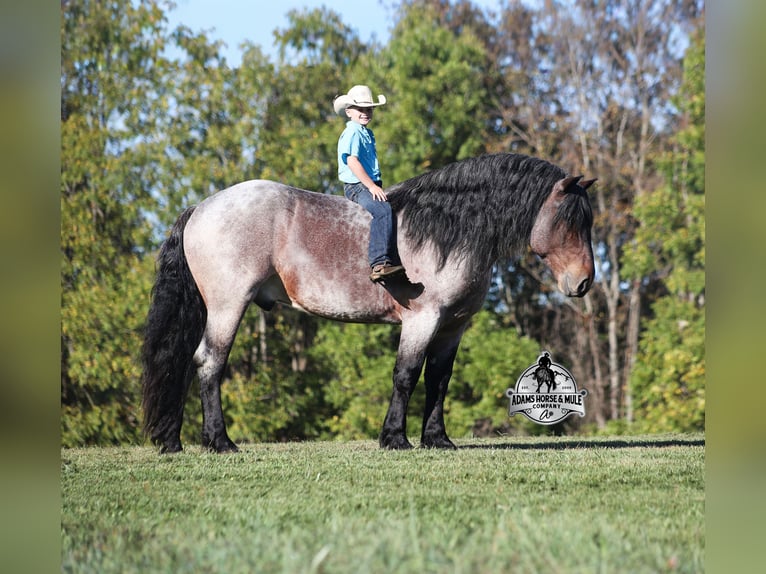 American Quarter Horse Wałach 5 lat 163 cm Gniadodereszowata in Mount Vernon