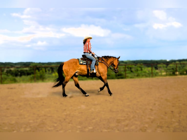 American Quarter Horse Wałach 5 lat 163 cm Grullo in Princeton, MO