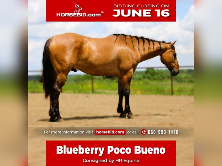 American Quarter Horse Wałach 5 lat 163 cm Grullo in Princeton, MO