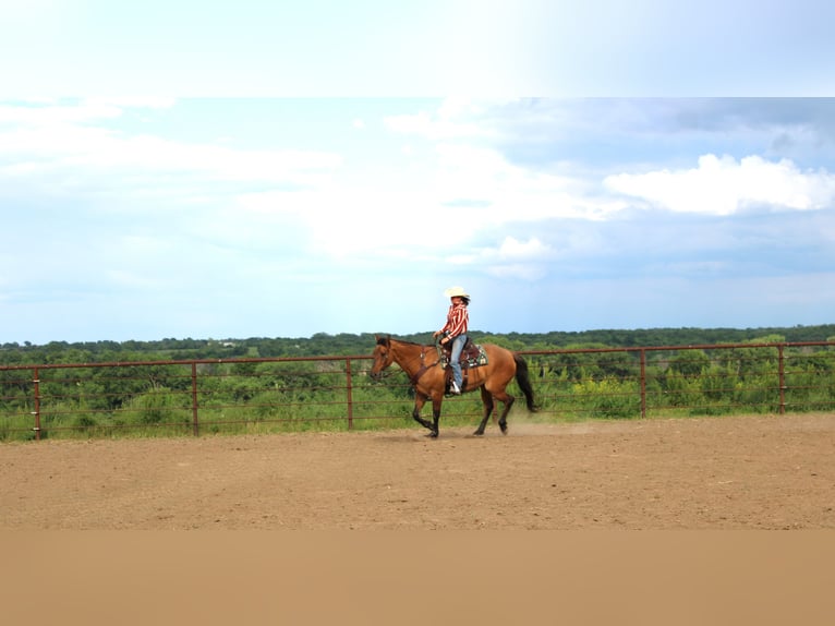 American Quarter Horse Wałach 5 lat 163 cm Grullo in Princeton, MO