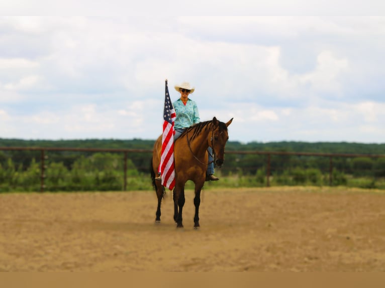 American Quarter Horse Wałach 5 lat 163 cm Grullo in Princeton, MO