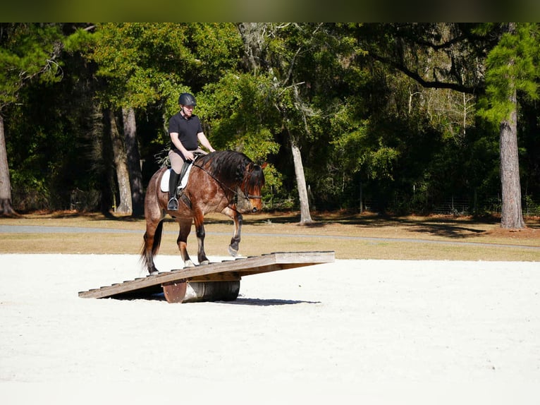 American Quarter Horse Mix Wałach 5 lat 163 cm in Fresno