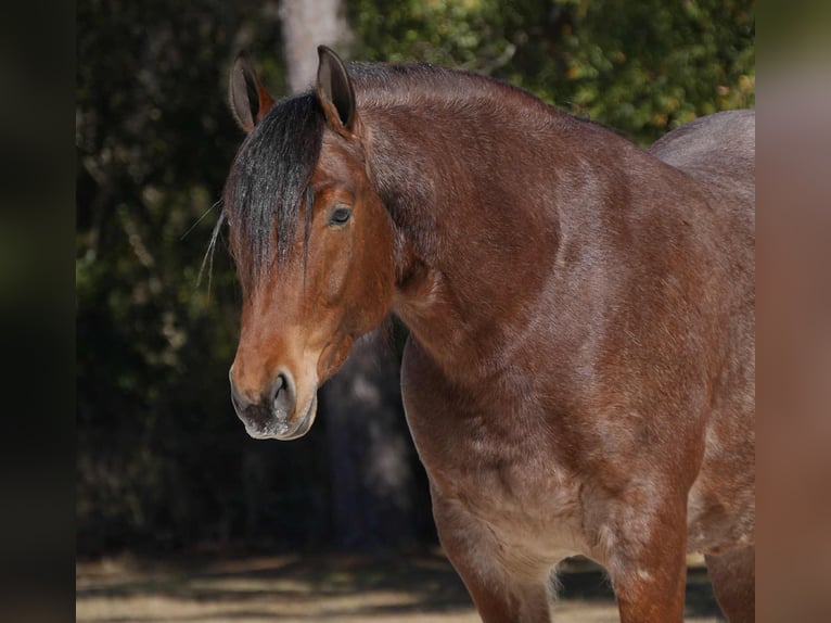 American Quarter Horse Mix Wałach 5 lat 163 cm in Fresno