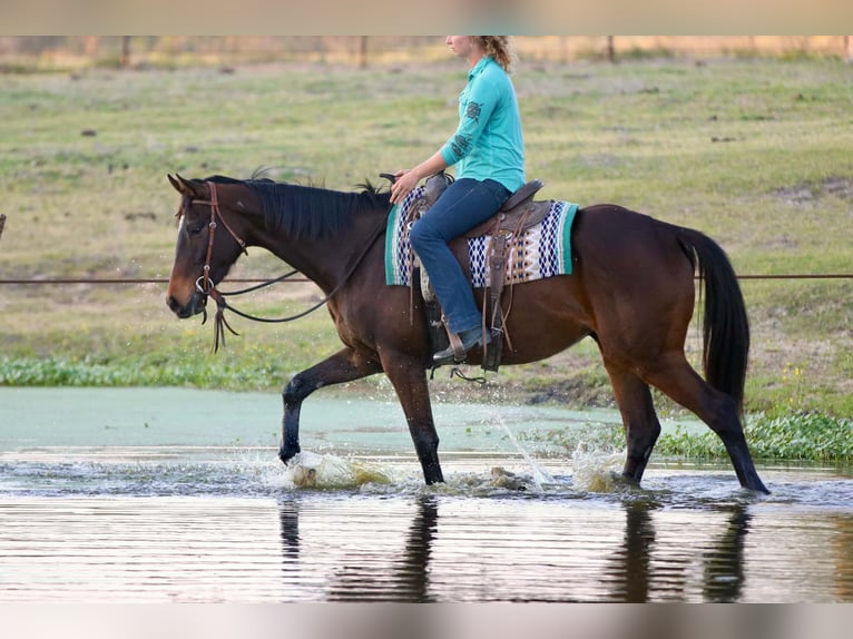 American Quarter Horse Wałach 5 lat 163 cm  in Athens