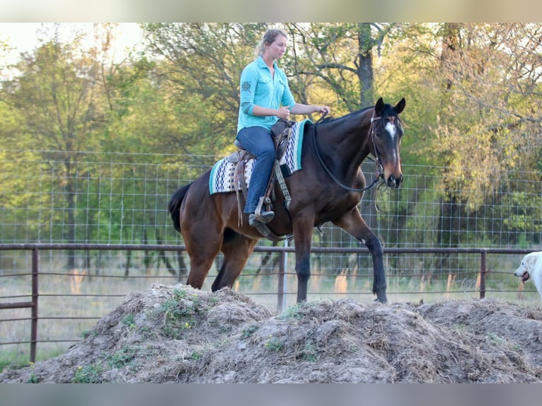 American Quarter Horse Wałach 5 lat 163 cm  in Athens