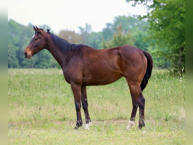 American Quarter Horse Wałach 5 lat 163 cm  in Athens