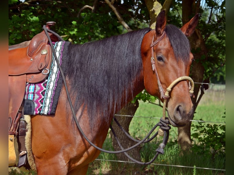 American Quarter Horse Wałach 5 lat 165 cm Gniada in Groß Kummerfeld