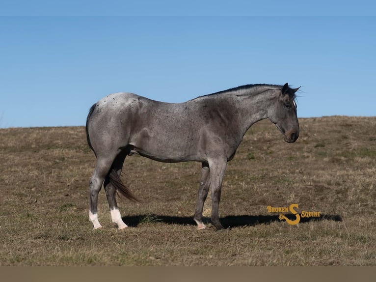 American Quarter Horse Wałach 5 lat 165 cm Karodereszowata in Bogard MO