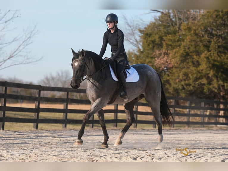 American Quarter Horse Wałach 5 lat 165 cm Karodereszowata in Bogard MO