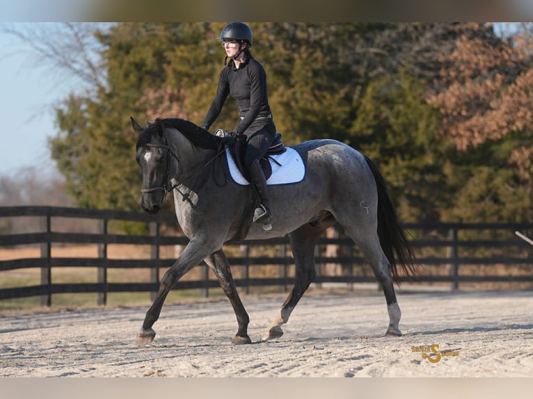 American Quarter Horse Wałach 5 lat 165 cm Karodereszowata in Bogard MO