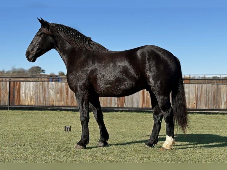 American Quarter Horse Wałach 5 lat 173 cm Kara in Jacksboro TX