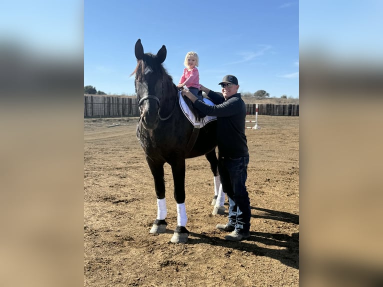 American Quarter Horse Wałach 5 lat 173 cm Kara in Jacksboro TX