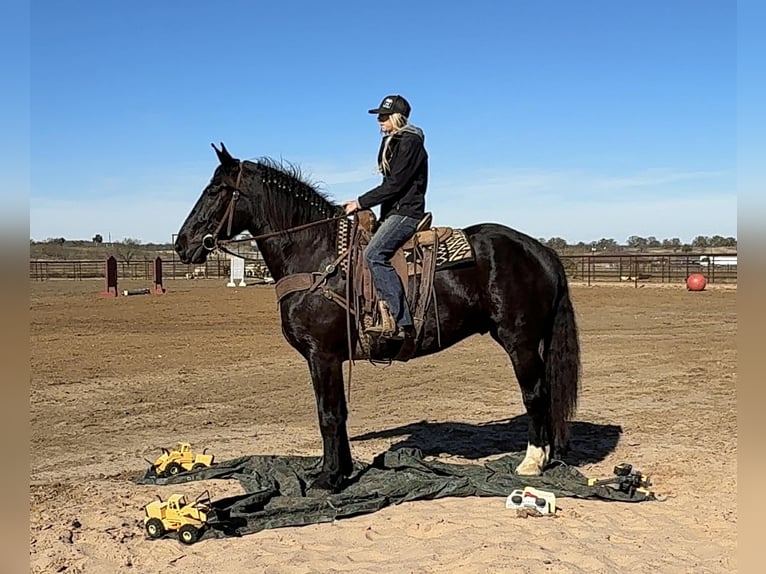 American Quarter Horse Wałach 5 lat 173 cm Kara in Jacksboro TX