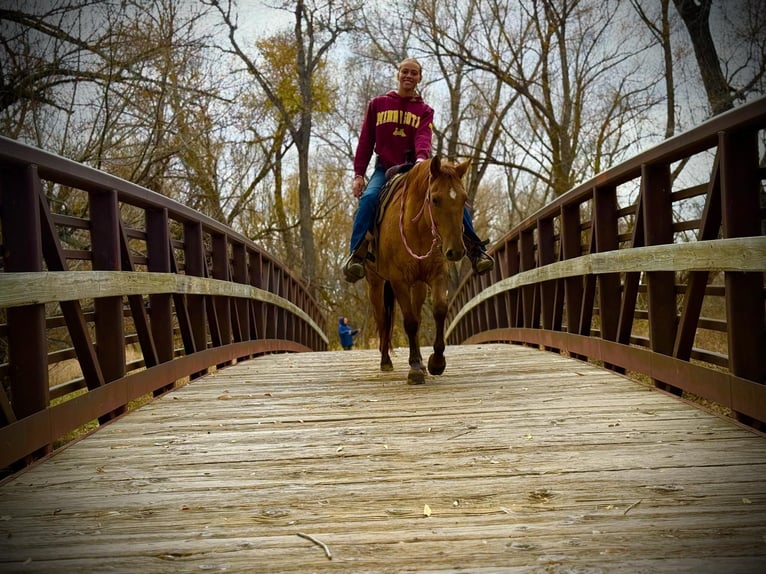 American Quarter Horse Wałach 5 lat Bułana in Fort Collins
