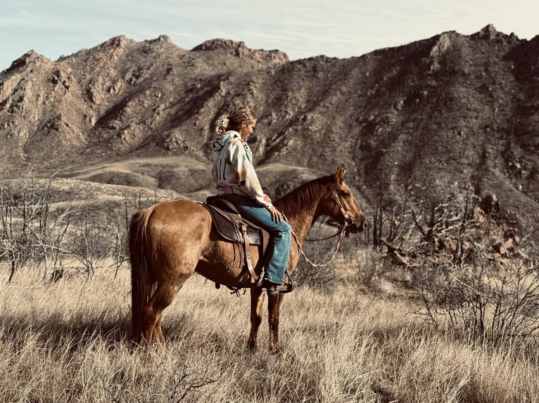 American Quarter Horse Wałach 5 lat Bułana in Fort Collins