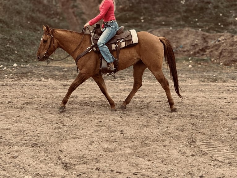 American Quarter Horse Wałach 5 lat Bułana in Fort Collins