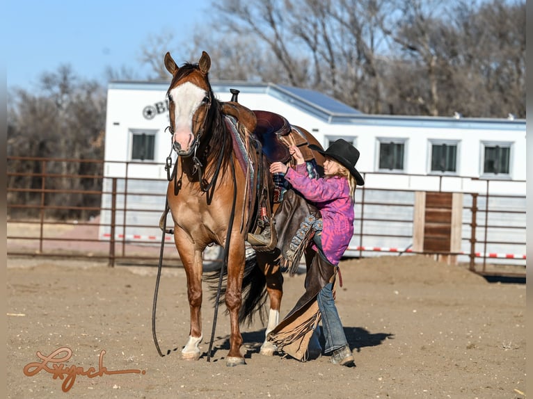 American Quarter Horse Wałach 5 lat Bułana in Sumterville, FL