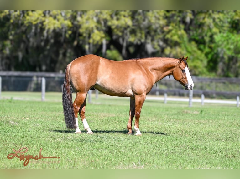 American Quarter Horse Wałach 5 lat Bułana in Sumterville, FL