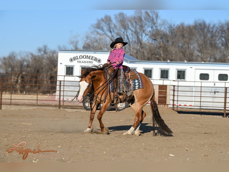 American Quarter Horse Wałach 5 lat Bułana in Sumterville, FL