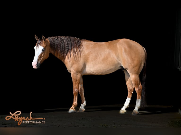 American Quarter Horse Wałach 5 lat Bułana in Sumterville, FL