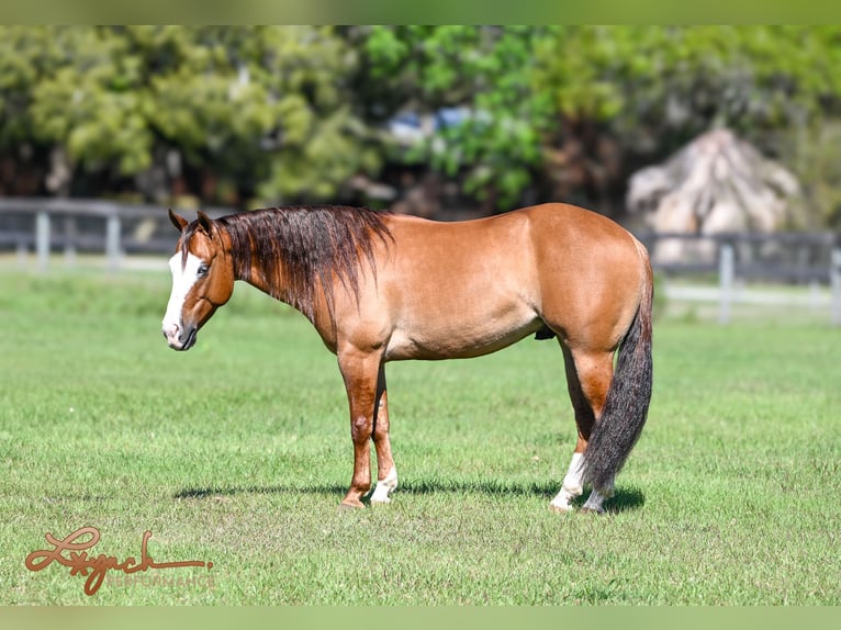 American Quarter Horse Wałach 5 lat Bułana in Sumterville, FL